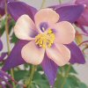 Aquilegia Songbird Nightingale